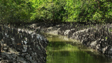 sundarban trip