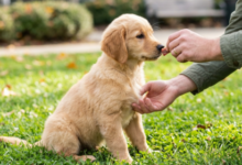 Real environment puppy obedience training
