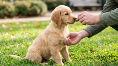 Real environment puppy obedience training